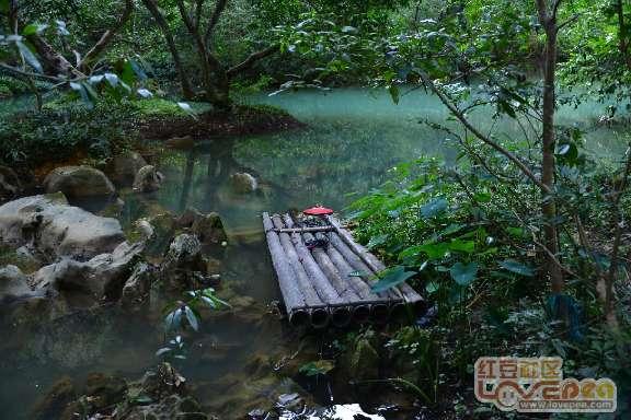 白孔雀救援